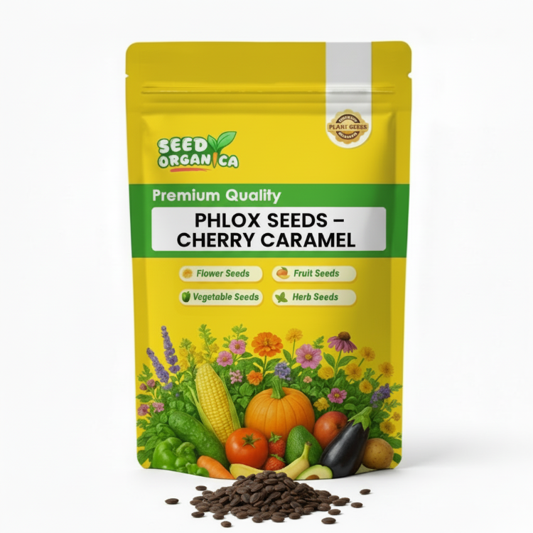 Phlox Seeds – Cherry Caramel