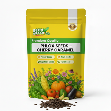 Phlox Seeds – Cherry Caramel