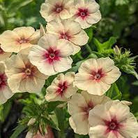 Phlox Seeds – Cherry Caramel