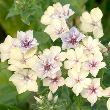 Phlox Seeds – Crème Brulee