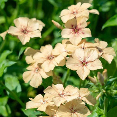 Phlox Seeds – Crème Brulee