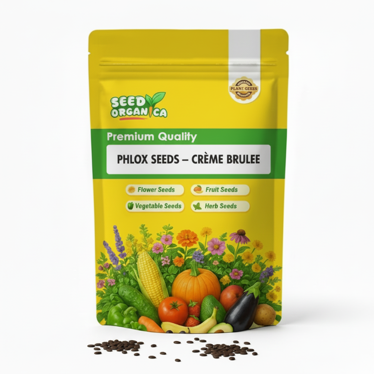 Phlox Seeds – Crème Brulee