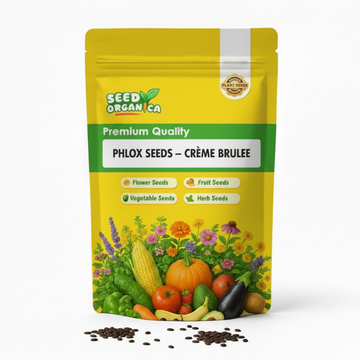 Phlox Seeds – Crème Brulee