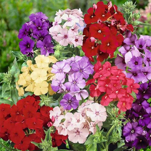 Phlox Seeds – Mix