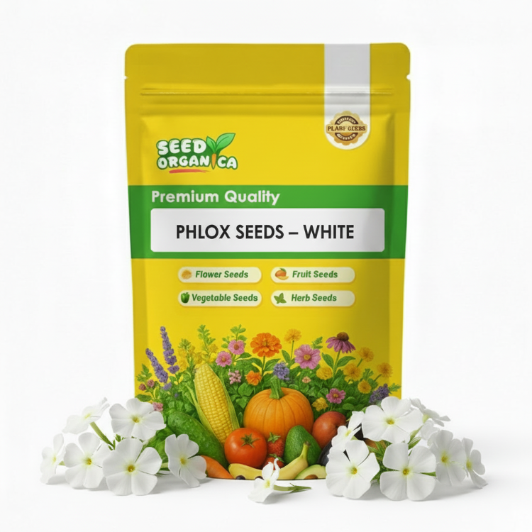 Phlox Seeds – White