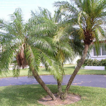 Phoenix Roebelenii Pygmy Date Palm Seeds