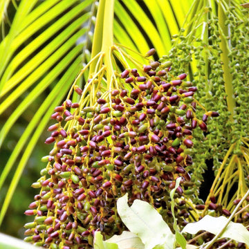 Phoenix Roebelenii Pygmy Date Palm Seeds