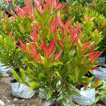 Photinia Robin Seeds - Flower Plant