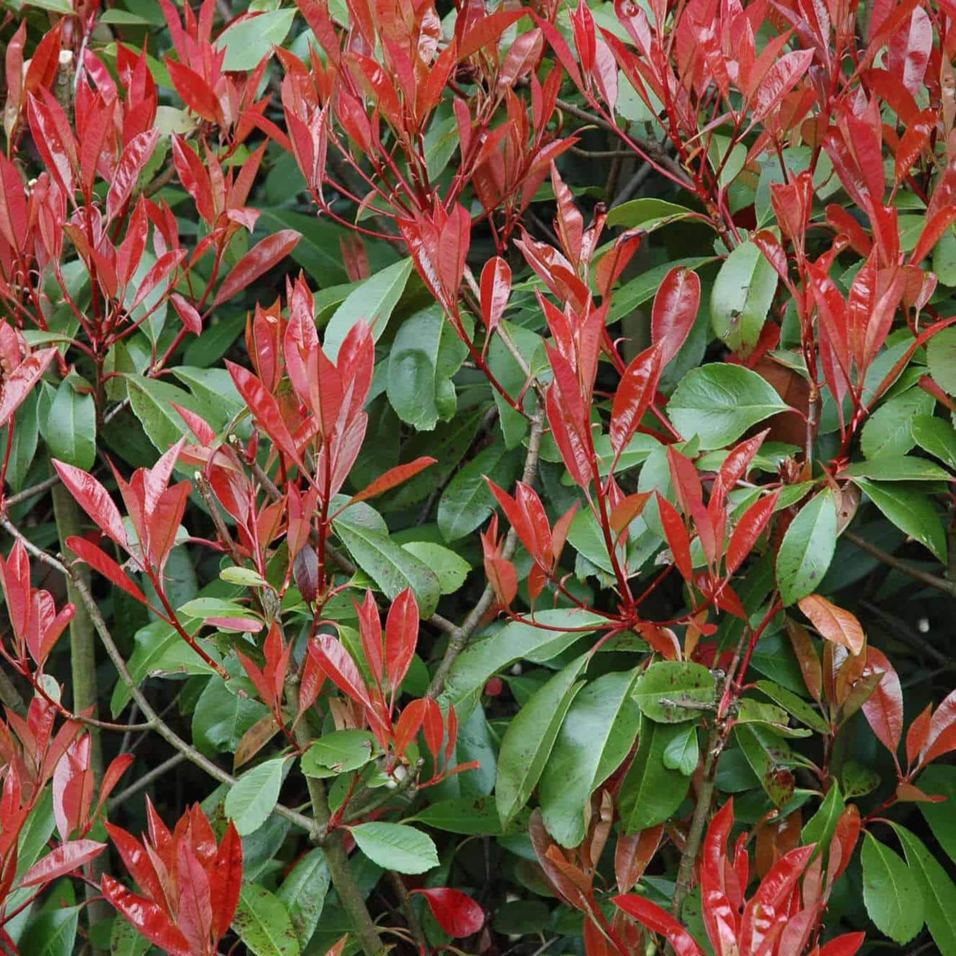 Photinia Robin Seeds - Flower Plant