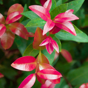 Photinia Seeds - Flower Plant for Home Gardens