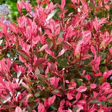 Photinia Seeds - Flower Plant for Home Gardens