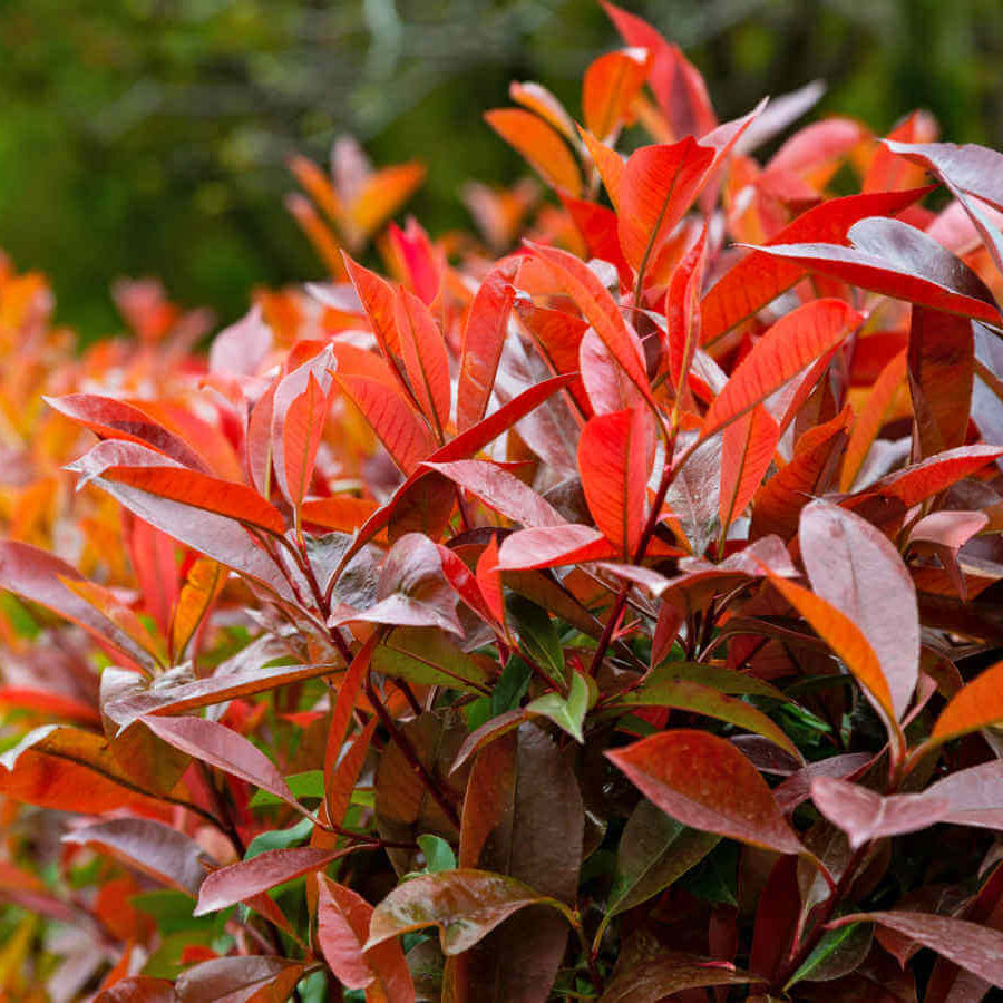 Photinia Seeds - Flower Plant for Home Gardens