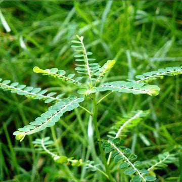 Phyllanthus Seeds - Herbal Plant for Home Gardens