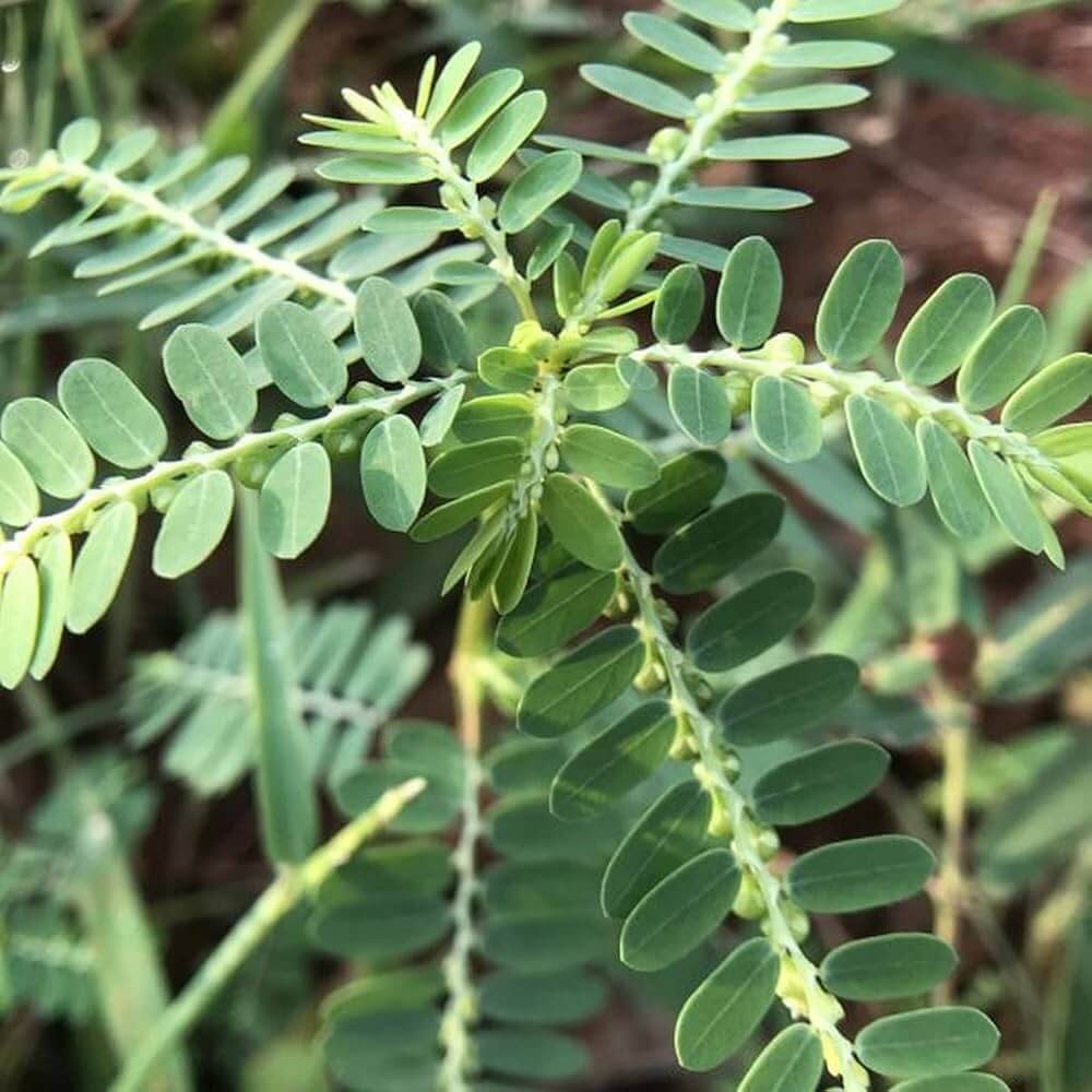 Phyllanthus Seeds - Herbal Plant for Home Gardens