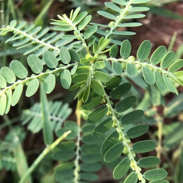 Phyllanthus Seeds - Herbal Plant for Home Gardens
