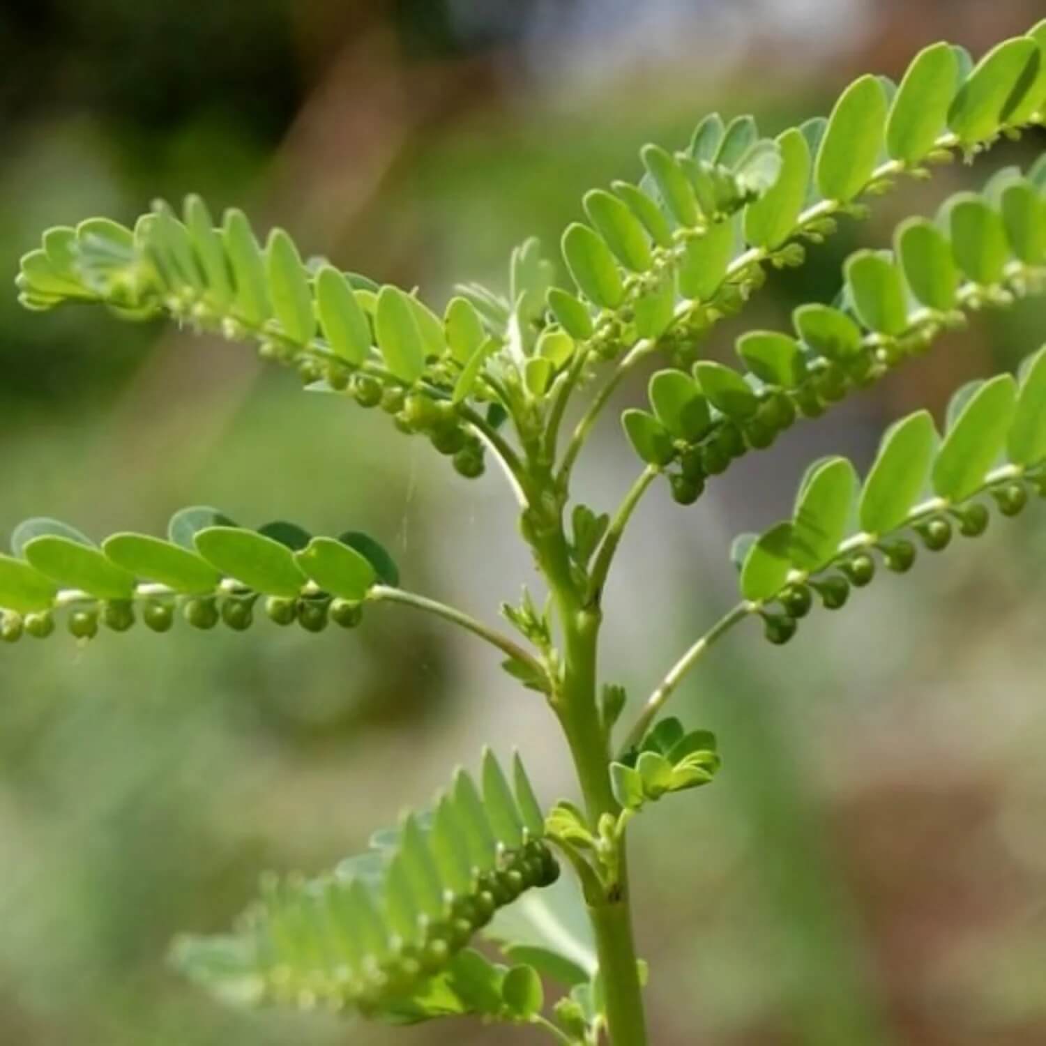 Phyllanthus Seeds - Herbal Plant for Home Gardens