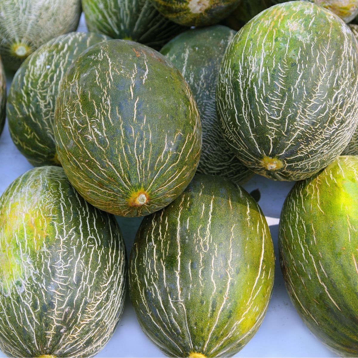Piel de Sapo Seeds 