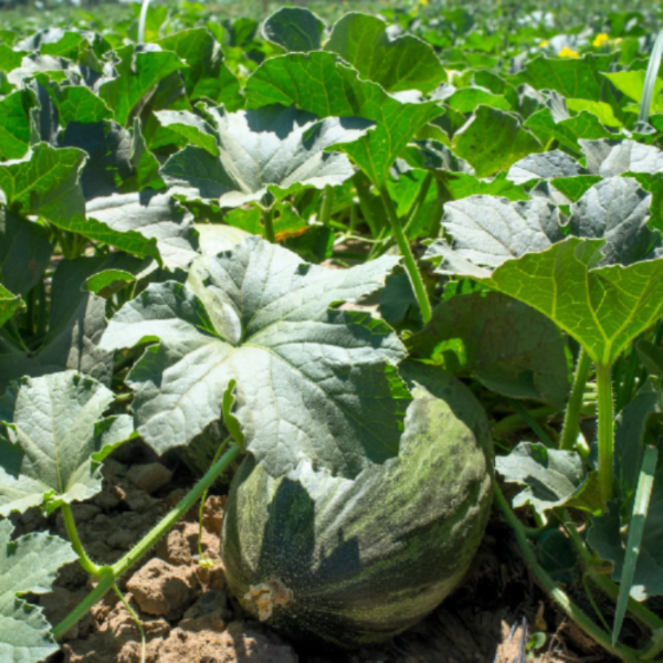 Piel de Sapo Seeds 