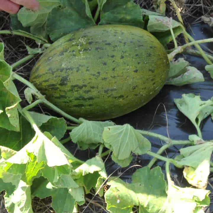 Piel de Sapo Seeds 