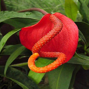 Pig Tail anthurium Seeds