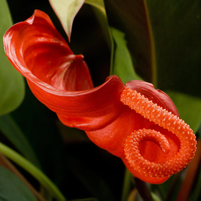 Pig Tail anthurium Seeds