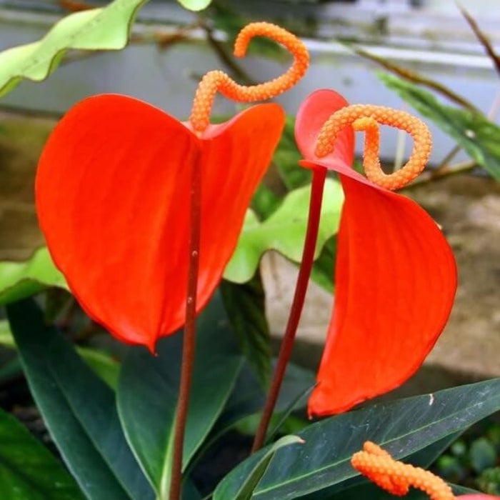 Pig Tail anthurium Seeds