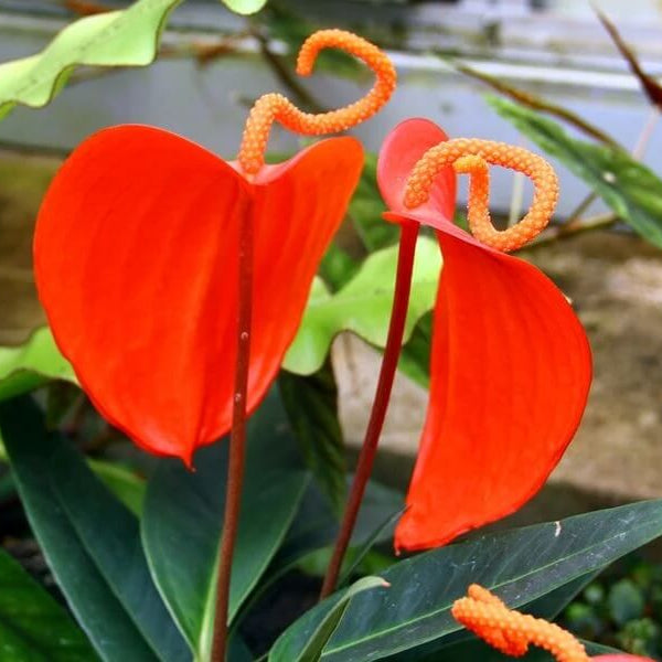 Pigtail Anthurium Seeds - Flower Plant