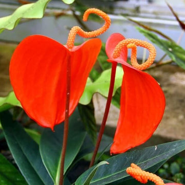 Pigtail Anthurium Seeds - Flower Plant