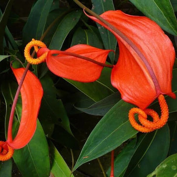 Pigtail Anthurium Seeds - Flower Plant