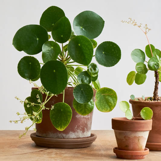 Pilea Peperomioides Seeds