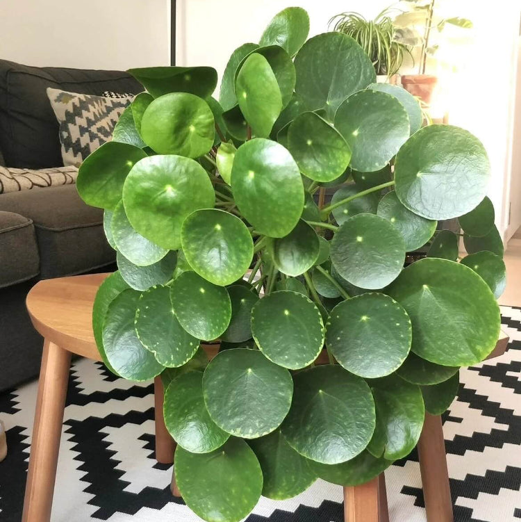 Pilea Peperomioides Seeds