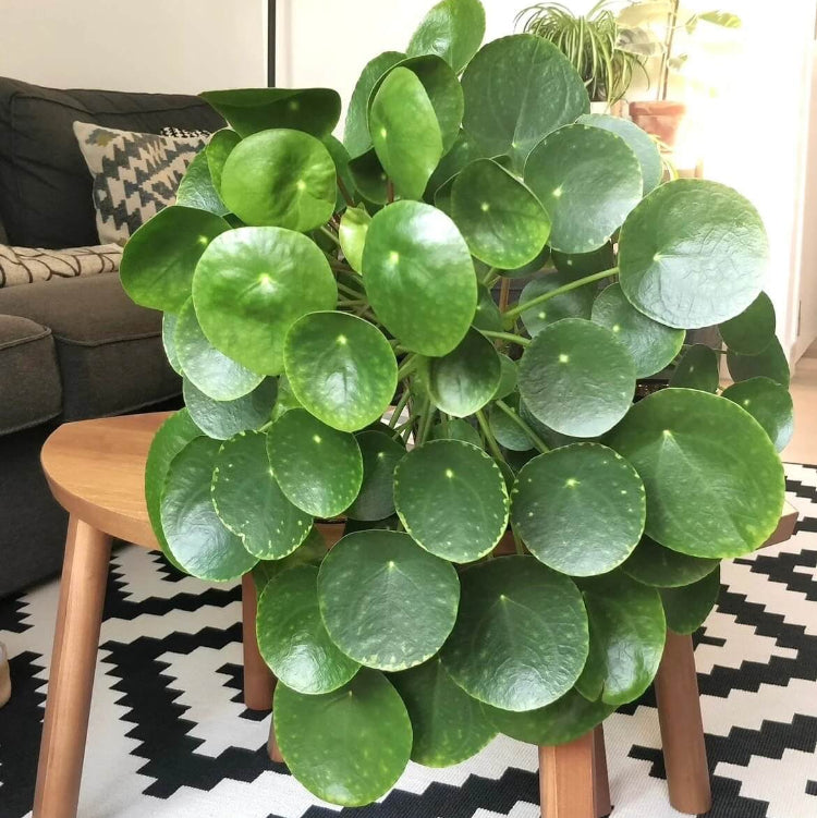 Pilea Peperomioides Seeds for Planting