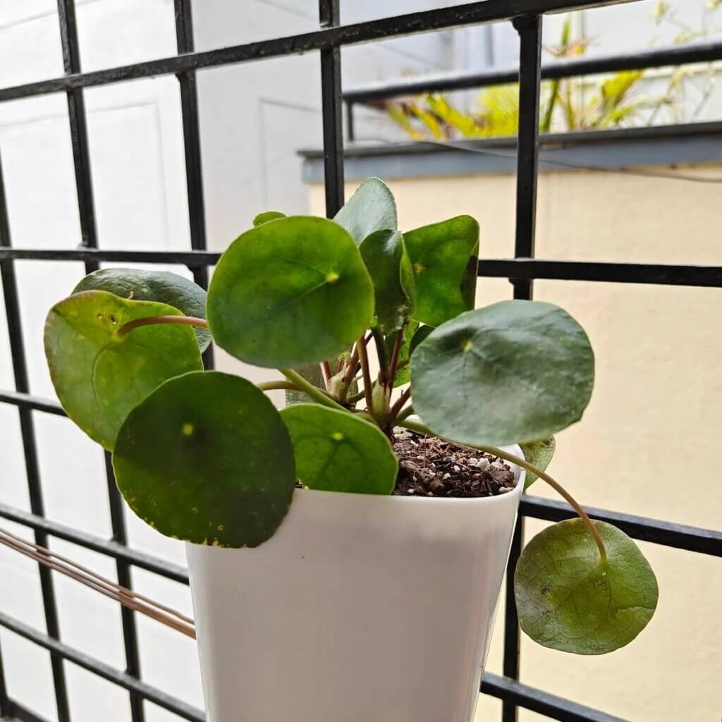 Pilea Seeds