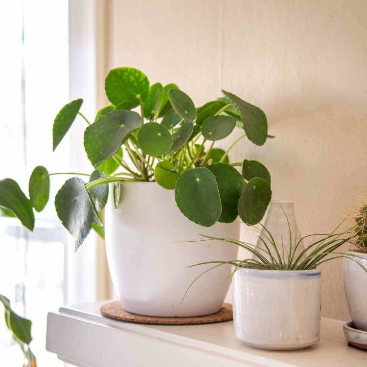 Pilea Seeds