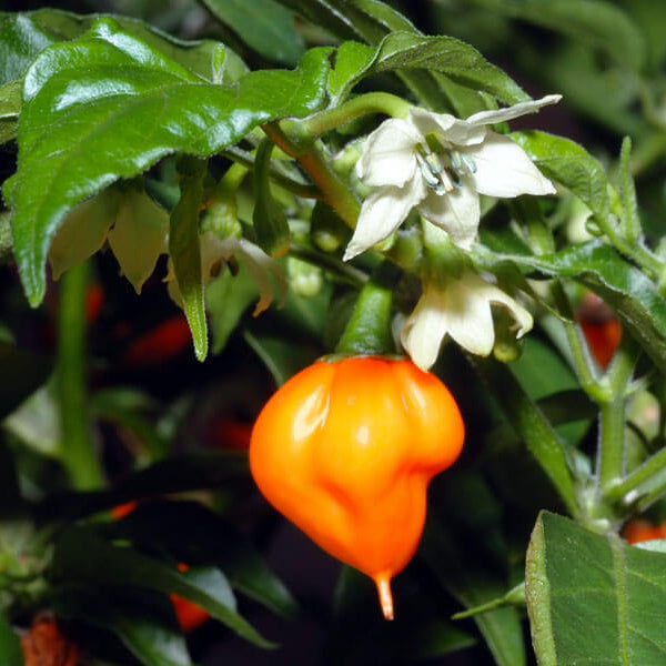 Pimento Pepper Seeds