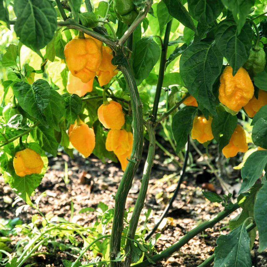 Pimento Pepper Seeds