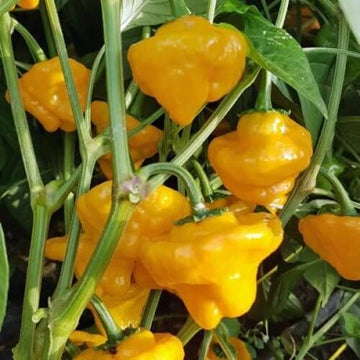 Pimento Pepper Seeds