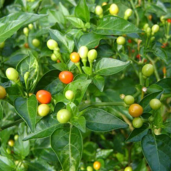 Pimento Pepper Seeds