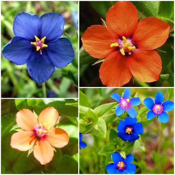 Pimpernel Seeds - All In One For Home Gardens