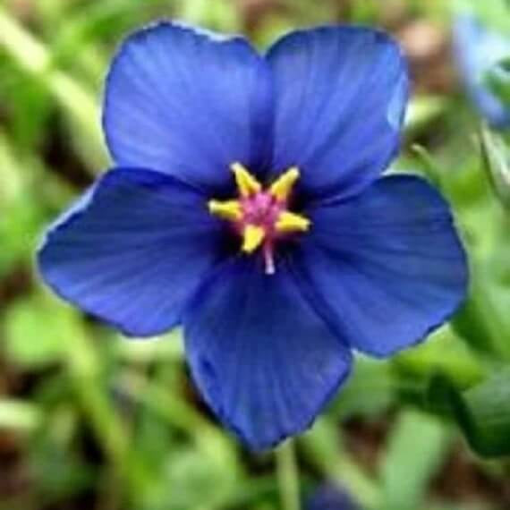 Pimpernel Seeds - All In One For Home Gardens