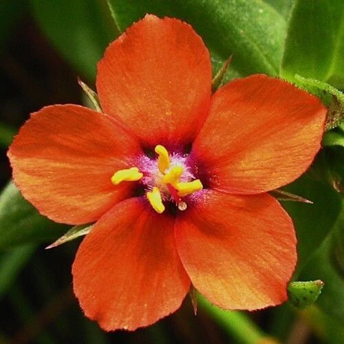 Pimpernel Seeds - All In One For Home Gardens