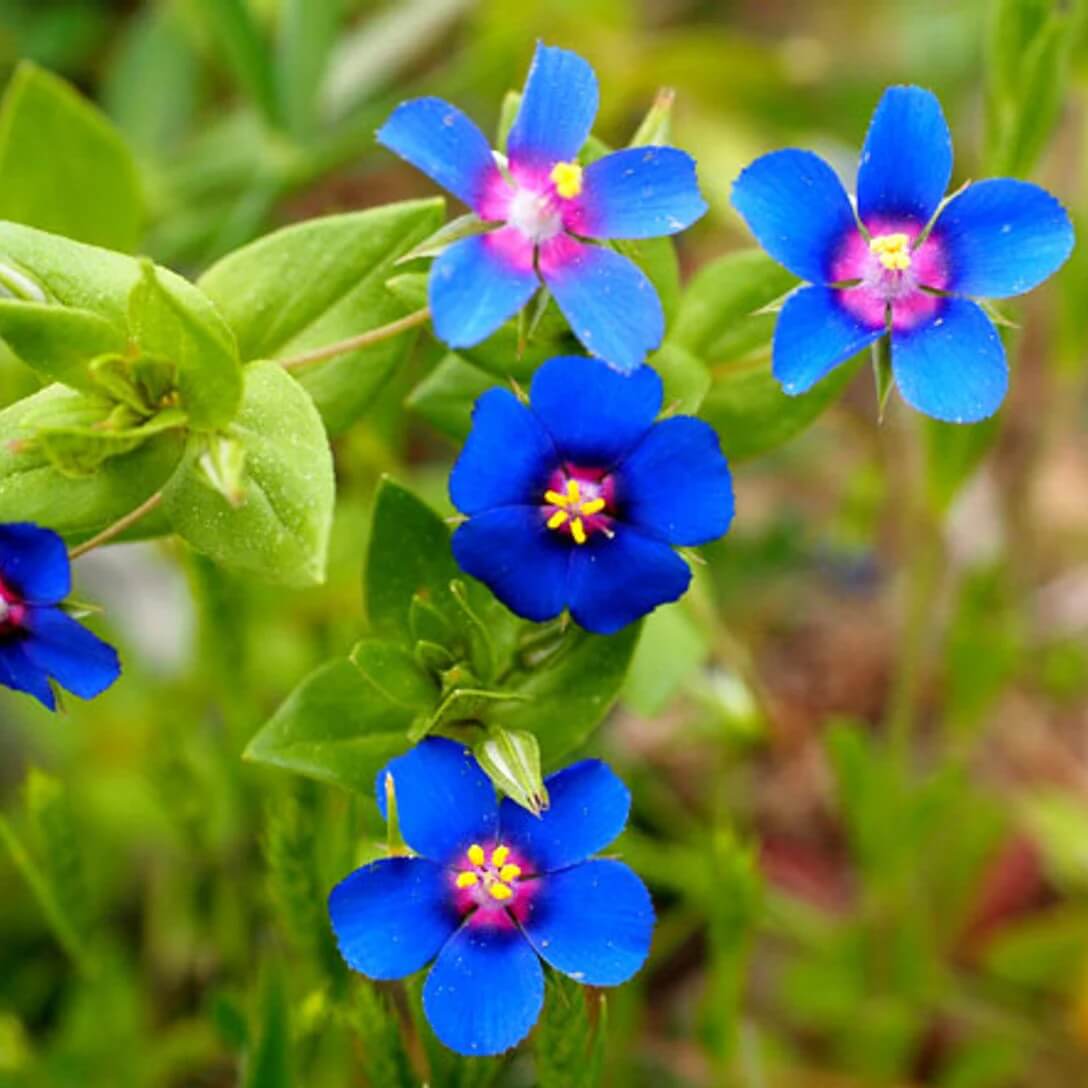 Pimpernel Seeds - All In One For Home Gardens