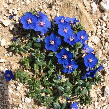 Pimpernel Seeds (Blue Pimpernel)