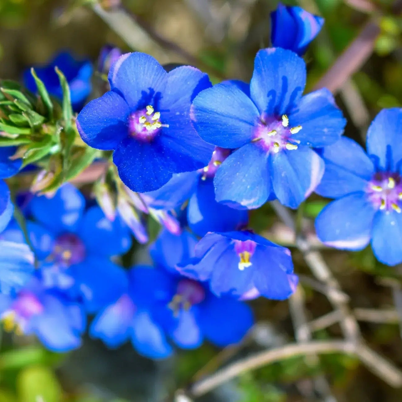 Pimpernel Seeds (Blue Pimpernel)