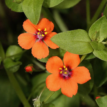 Pimpernel Seeds Scarlet Pimpernel