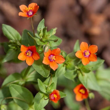Pimpernel Seeds Scarlet Pimpernel