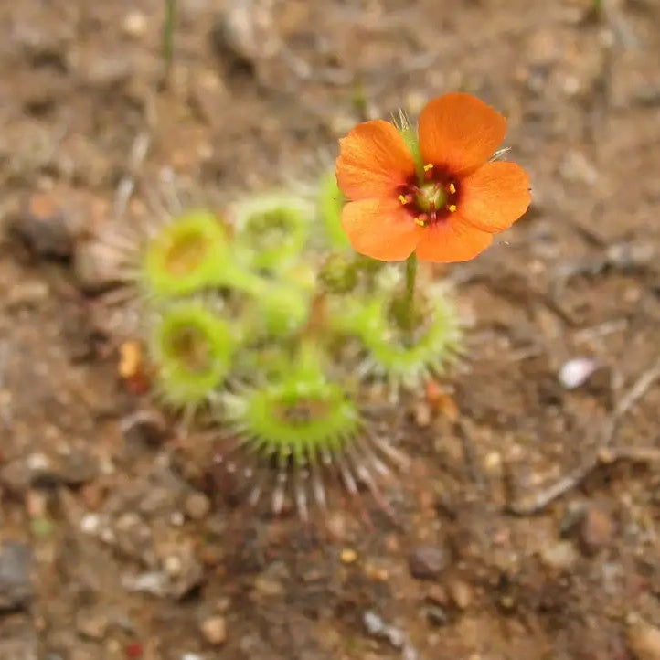 Pimpernel Sundew Seeds Drosera glanduligera 