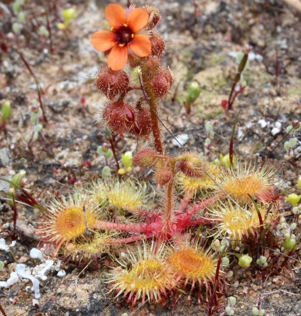 Pimpernel Sundew Seeds Drosera glanduligera 