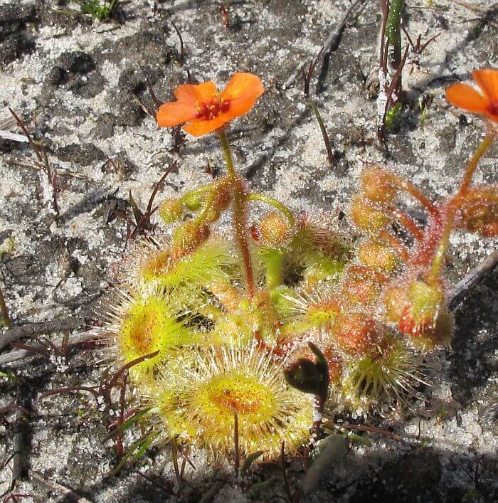Pimpernel Sundew Seeds Drosera glanduligera 
