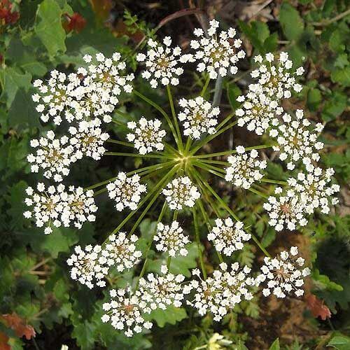 Pimpinella anisum Anise Seeds 